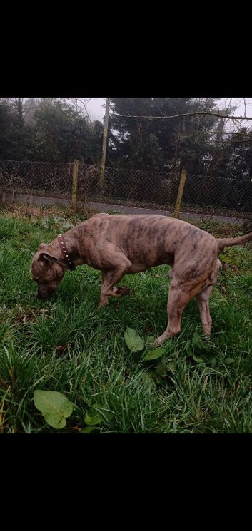 Saffiexlurcher