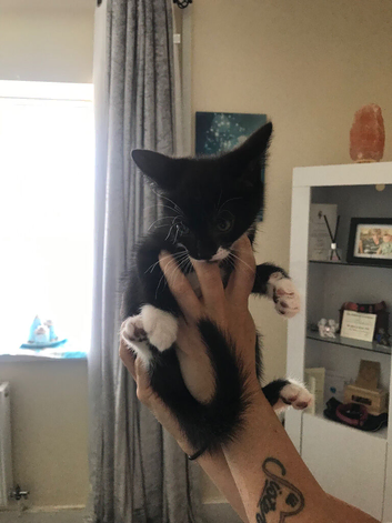 Kittens