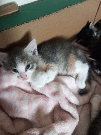 female kitten
