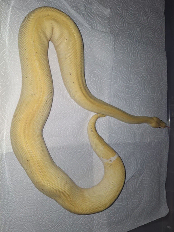 Beautiful lemmon blast pied