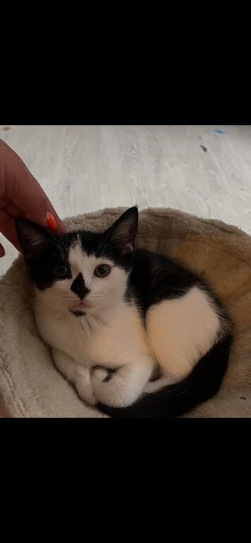2x handsome male kittens