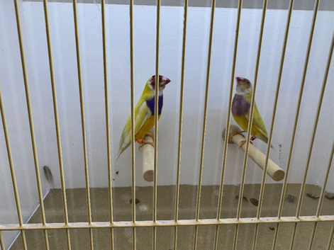 Pair of Gouldian Finches For Sale