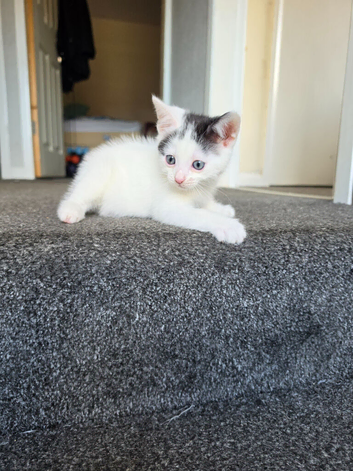1 male 1 female kitten