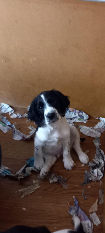 House trained and ready to go &pound;-800 ono