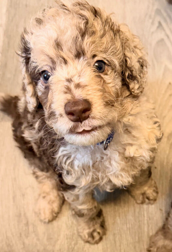 Cockapoo Puppies last one