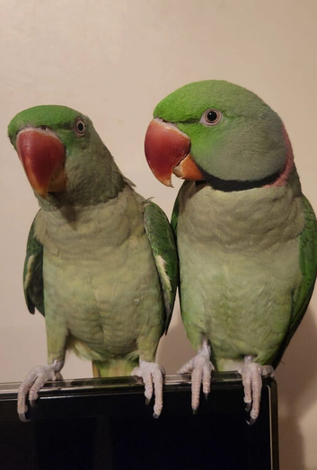 Alexandrine Parrots pair