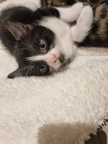 2 x black and white kittens