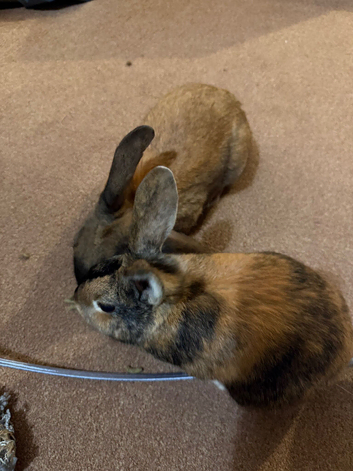 2 rabbits