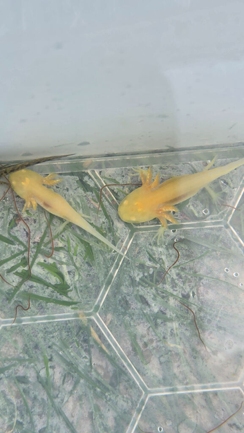 Baby axolotls for s