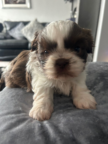 Chocolate Imperial Shihtzu