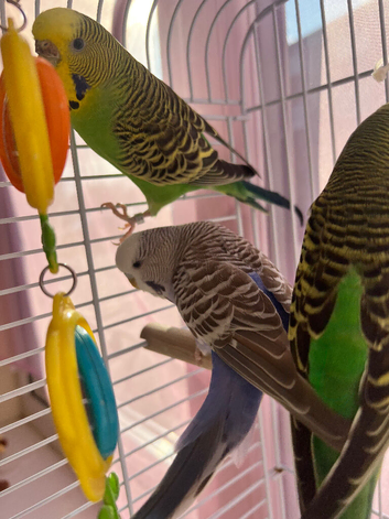 3 Beautiful Budgies + Large Tall Cage &mdash; Complete Set
