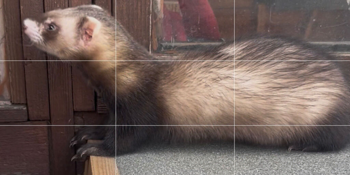 Micro Polecat hob