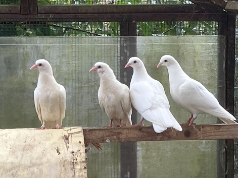 White Garden Doves