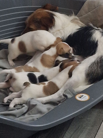 Jack russells