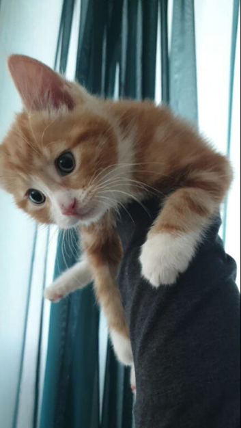 8 WEEK OLD  ginger kitten BSH mix