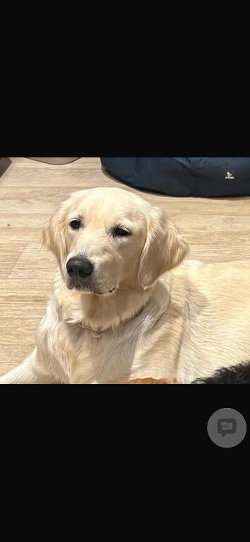 Stunning golden retriever puppy's