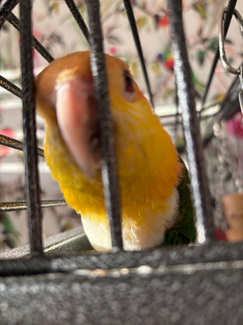 Peanut-experienced homes only