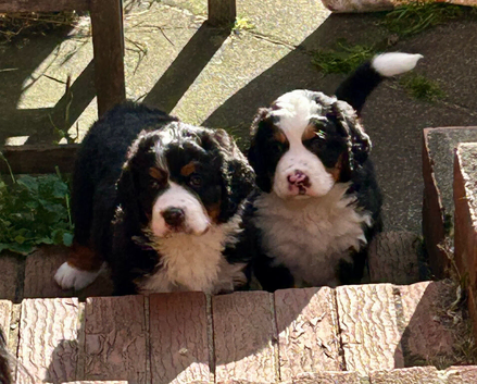 Bernedoodle Puppies for Sale