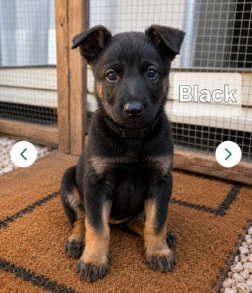 Belgian X Shepard puppies, 9 weeks old ready for new homes