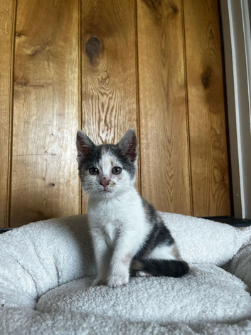 Gorgeous Kitten