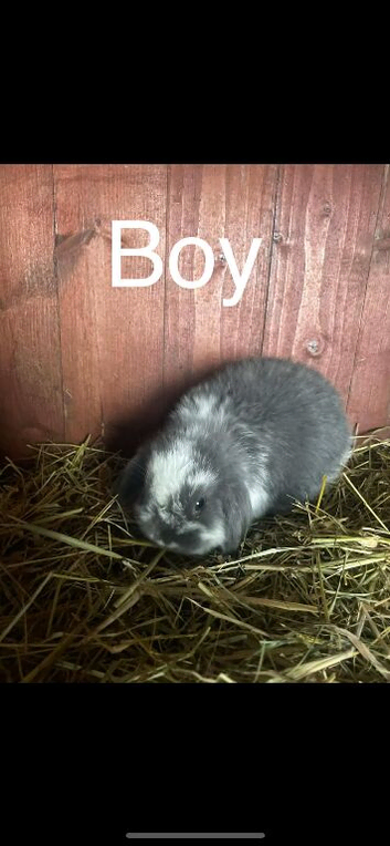 Mini lop ear rabbits
