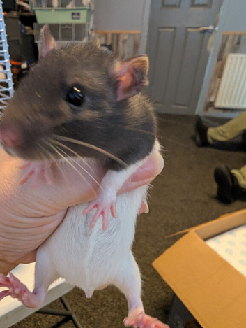 Dumbo/standard mix baby rats