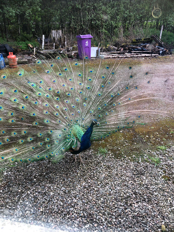 Peacocks