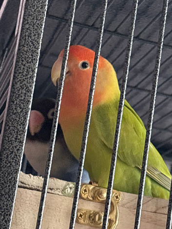 Proven pair of love birds for sale