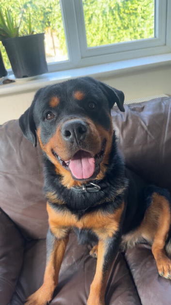 HANDSOME ROTTWEILER STUD AVAILABLE