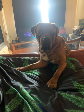 Mylo