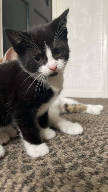 2 black and white kittens ready to go