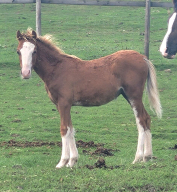 WELSH SECTION C CHESTNUT COLT