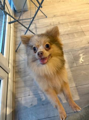 Female teacup Pomeranian