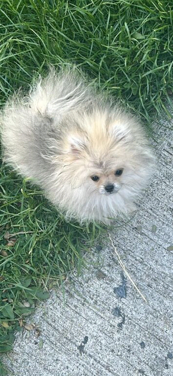 Tiny teddy Pomeranian puppy 1 boy left