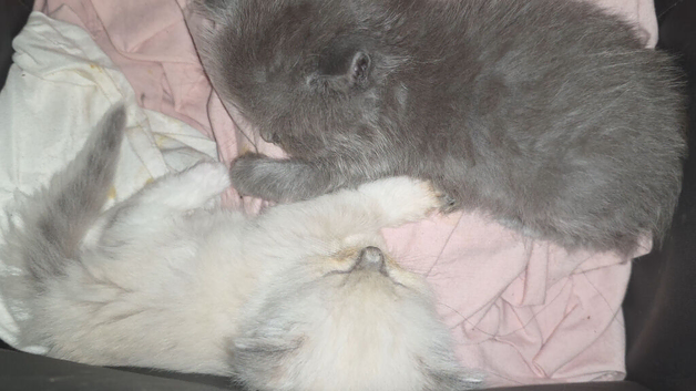 Munchkin cross Ragdoll Kittens