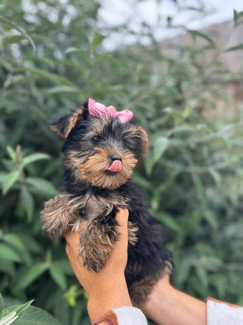 4 beautiful Yorkshire terrier puppy&rsquo;s ready now