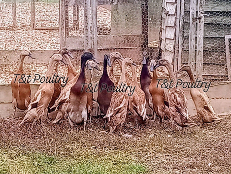 RARE Fawn Indian Runner Ducks pairs & Trios