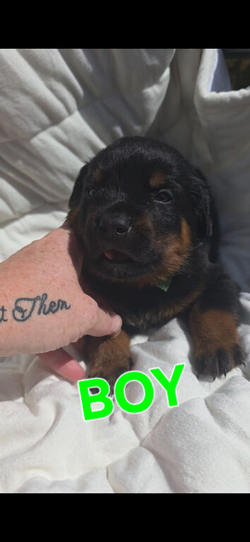 Rottweiler puppies
