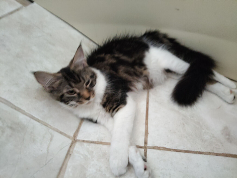 Gorgeous maine coon kittens