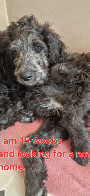 F1B  Rare black standard Goldendoodle puppies in North Wales