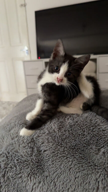 british shorthair cross domestic