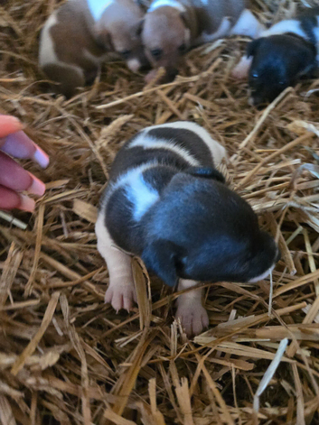 Stunning jack russells