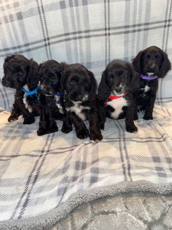 4 LEFT REDUCED!! beautiful sproodle pups.