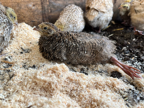 Female Coturnix Quail
