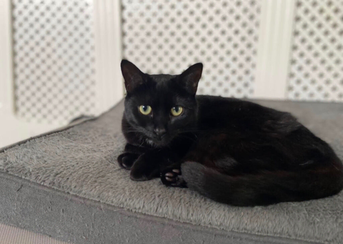 Black cat missing. Fort William. plantation
