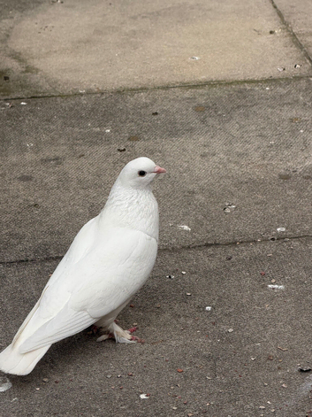 Turkish pigeons