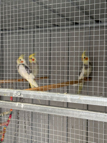Baby cockatiels for sale