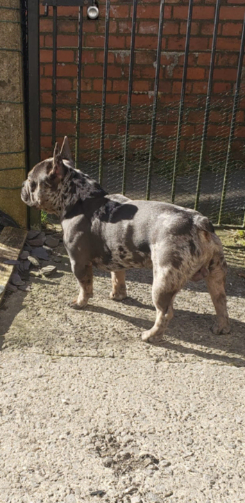 Beautiful kc registered French bulldog