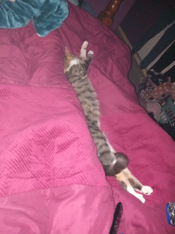 Female cat