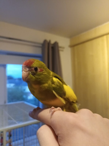 Kakariki - Hand Tame - Baby Kakarikis